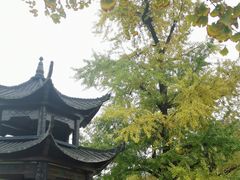 -千年银杏谷文化旅游区