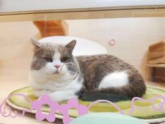 -猫宠乐园·专业洗护