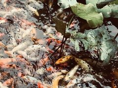 -下渚湖国家湿地公园科普馆