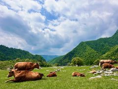 -狮子沟牧场