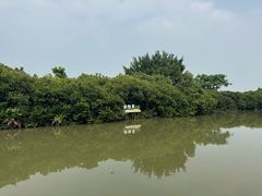 -大湾区中央湿地公园