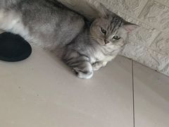 -平行世界·猫咖(首经贸店)