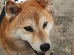 -柴犬高等学院·狗咖·柴犬售卖·宠物训练