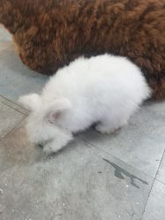 -神奇动物撸宠馆·羊驼·小浣熊·异宠(豫园店)