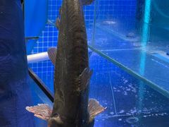 -鱼酷活鱼烤鱼(恒隆广场店)