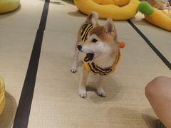 -逗柴咖啡屋·狗咖猫咖宠物桌游