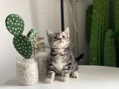 -喵zoo家庭繁育猫舍(尖东智能花园店)