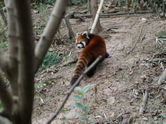 -成都大熊猫繁育研究基地