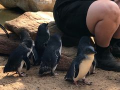 -费瑟代尔野生动物园