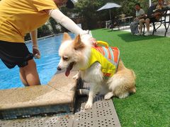 -汪说喵讲宠物乐园宠物酒店(红星美凯龙店)