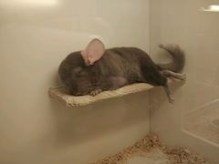 -龙猫仔乐园(惠福东路店)