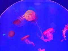 -海合安青岛极地海洋公园