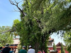 -大槐树寻根祭祖园