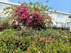 -亚龙湾国际玫瑰谷