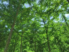 -秦岭终南山世界地质公园翠华山景区