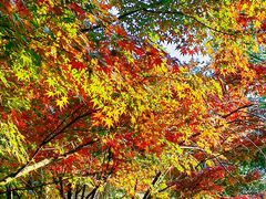 -鹤冈八幡宫