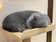 -逗柴咖啡屋·狗咖猫咖宠物桌游