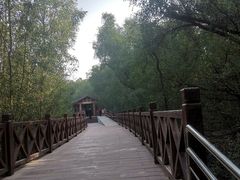 -大亚湾红树林城市湿地公园