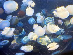 -芜湖新华联大白鲸海洋公园
