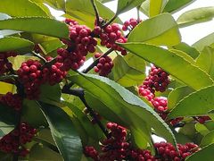 -白塘生态植物园