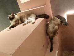 -猫儿山۰猫主题餐厅