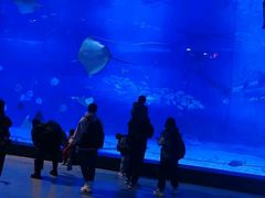 -烟台海昌鲸鲨海洋公园