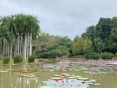 -中国科学院西双版纳热带植物园