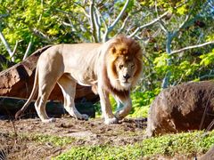-奥兰多迪士尼动物王国乐园