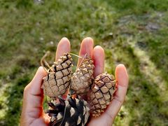 -新疆医科大学第一附属医院