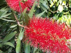 -八婆婆烧仙草(中山路店)