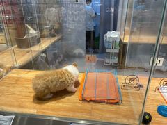 -狗道宠物(常熟印象城店)