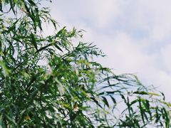 -艾溪湖湿地公园
