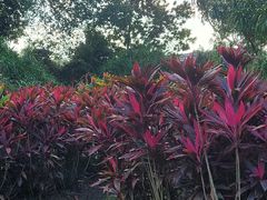 -中国科学院西双版纳热带植物园