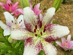 -石家庄市植物园