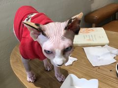 -藏猫猫咖啡主题馆(中央大道店)