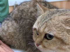 -瑞鹏宠物医院·夜间急症·心超·猫科(祖庙分店)