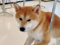 -共舞时光猫咖·狗咖(新街口店)
