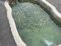 -可心烤鱼