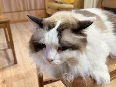 -白兔子密室(长寿路店)