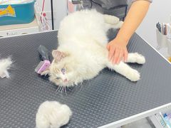 -山宅一喵德文卷毛猫舍
