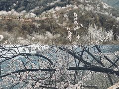 -大岭沟猕猴桃谷风景区