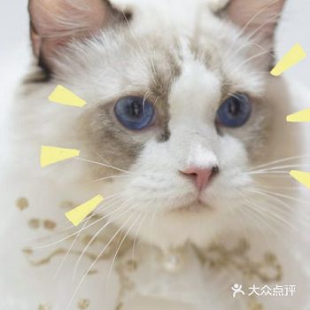 猫咪油尾不用怕，专业洗护干干净净 