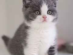 -lincat·猫舍(广州店)