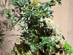 -成都杜甫草堂博物馆