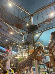 -卡通尼·Safari非洲探索乐园·生日会(金桥国际商业广场店)