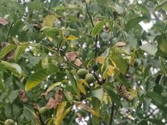 -最心疆拌面·抓饭·烧烤
