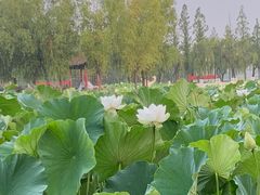-莱西月湖公园