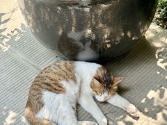 -成都杜甫草堂博物馆