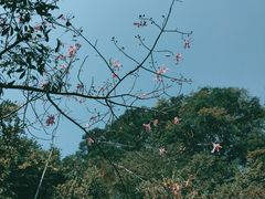 -广州国际生物岛山地公园揽胜园