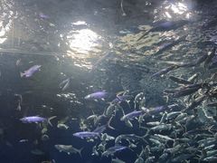 -海合安武汉极地海洋公园